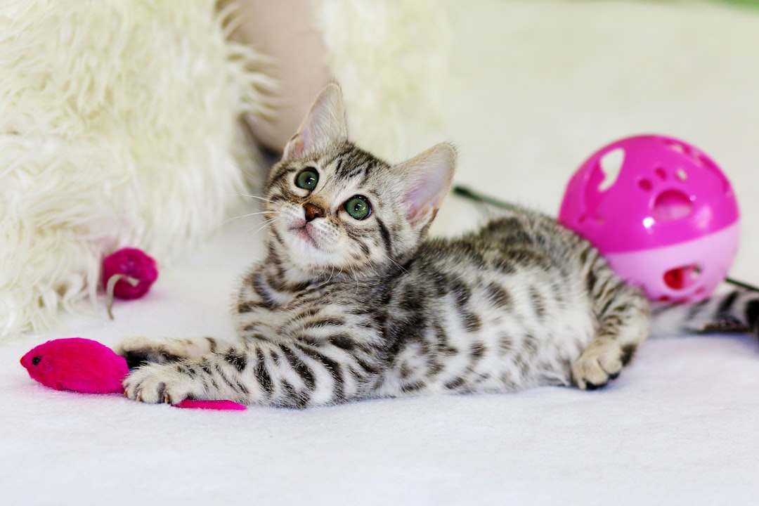 Photo Scottish Fold Cat