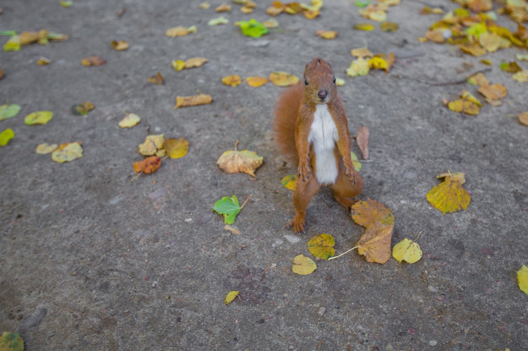 Photo Squirrel, gun